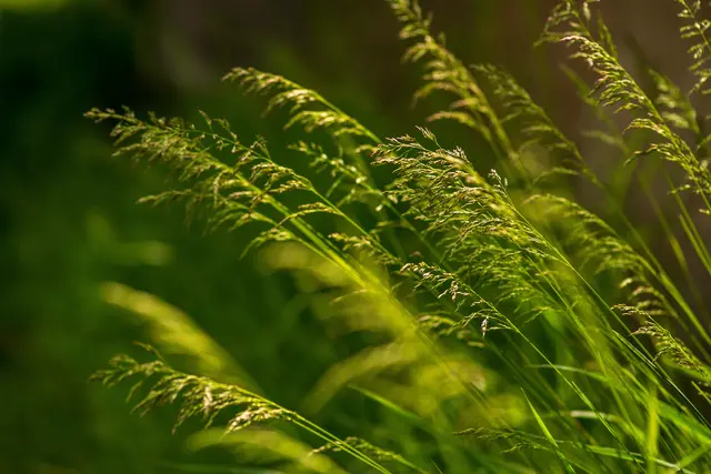 In der Pfalz, in Baden-Württemberg und im Saarland bleibt die Gräserpollenbelastung auch morgen hoch. | Foto: Victoria Moloman/stock.adobe.com