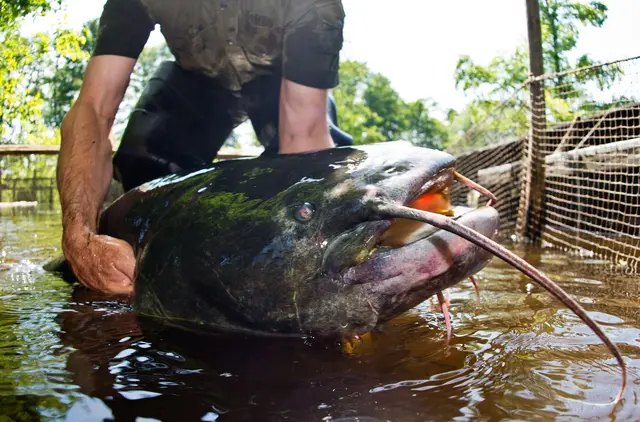Welse breiten sich massiv aus und jagen Wanderfische wie den Lachs. (Illustration) | Foto: Patrick Pleul/dpa-Zentralbild/dpa