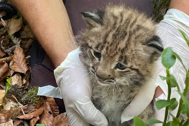 Der kleine Luchs ist der erste Nachwuchs seit mehr als 200 Jahren. (Handout) | Foto: Forstliche Versuchs-und Forschungsanstalt/FVA/dpa