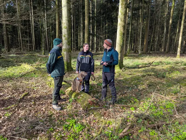 Forsteinrichter Janus Steng (rechts) diskutiert mit Revierleitung Melissa Meyer (Mitte) und Trainee Tom Karrer (links) über die Zukunft des Fichtenbestandes hinter ihnen. | Foto: Landratsamt Rhein-Neckar-Kreis