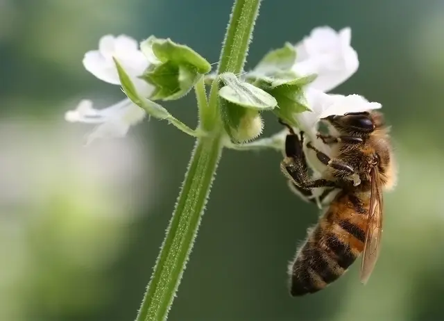 Natur und Garten erleben: Beim Tag der offenen Tür im Ökologischen Lehr-Lerngarten der PHKA.
 | Foto: Hans-Joachim Lehnert
