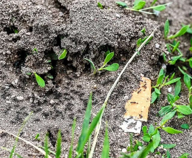 Wer im Garten oder am Haus viele Ameisen entdeckt, kann sich in Neureut vor Ort Tipps holen, wie sich Tapinoma magnum erkennen und eindämmen lässt. | Foto: Stadt Karlsruhe, Monika Müller-Gmelin