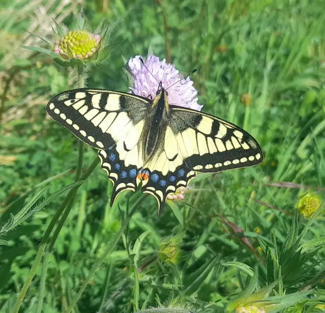 Beim Tag der Insekten im Luisenpark Mannheim steht am Samstag die heimische Artenvielfalt im Mittelpunkt. Fachstellen der Stadt zeigen, wie Totholz, Beleuchtung und Pflanzen den Insektenschutz stärken. | Foto: Corinna Lutz