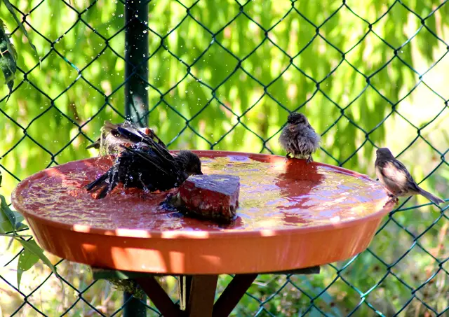 Gerade bei den aktuellen Temperaturen sollte man nach Möglichkeit Wasserstellen für Vögel einrichten. | Foto: Kurt Klemm