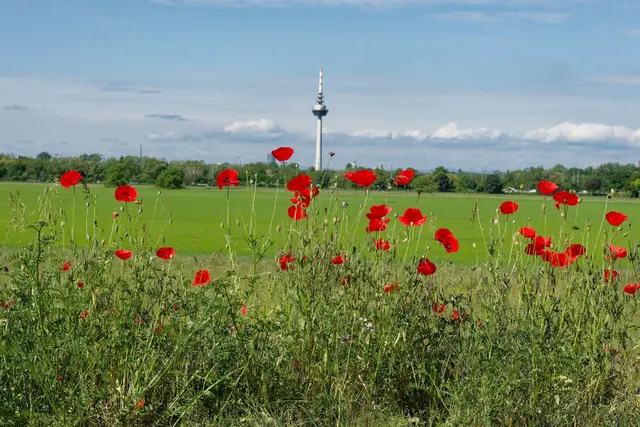 Mit artenreichen Blühwiesen und gezielter Pflege will Mannheim mehr Lebensräume im Stadtgebiet schaffen. | Foto: Stadt Mannheim. Foto: Thomas Kilian
