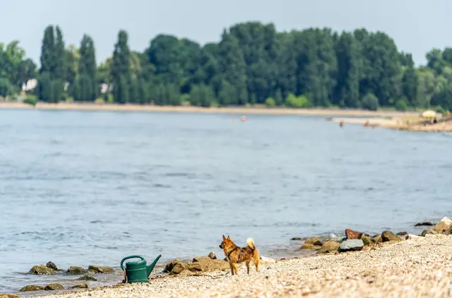 Seit Samstagabend werden drei Menschen nach dem Baden im Rhein vermisst. (Archivbild) | Foto: Andreas Arnold/dpa