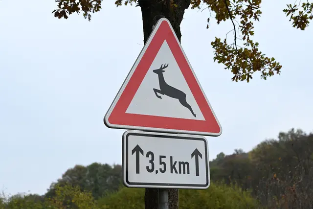 Der Mann wurde bei dem Wildunfall schwer verletzt. (Symbolbild) | Foto: Swen Pförtner/dpa