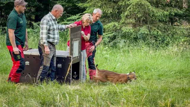 Der junge Kuder Koda wurde jetzt ausgewildert. Er soll dabei helfen, die Zukunft der heimischen Luchspopulation zu sichern und die genetische Vielfalt der Tiere zu stärken. | Foto: Dino Renvert/MLWUF/gratis