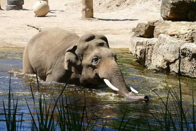 Die Jungbullen im Zoo Heidelberg haben ein Wasserbecken auf der Außenanlage und eins auf der Innenanlage.  | Foto: Petra Medan / Zoo Heidelberg