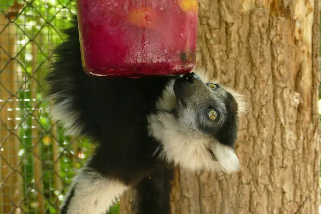 Die Gürtelvaris lieben eingefrorene Leckereien.  | Foto: Petra Medan / Zoo Heidelberg