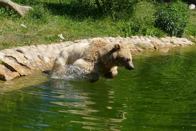 Sprung ins kühle Nass: Die Braunbären kühlen sich gerne ab. | Foto: Petra Medan / Zoo Heidelberg