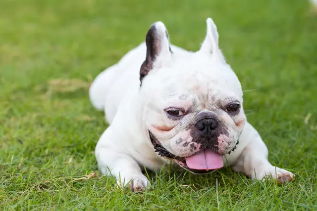 Brachyzephalie bei Hund und Katze: typische Symptome, Folgen und Einordnung für die Anschaffung. | Foto: Bundesverband für Tiergesundheit e.V./ golfyinterlude