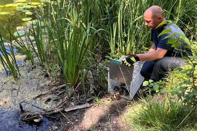 Die Enten wurden an einem Gewässer wieder freigelassen. | Foto: Branddirektion Karlsruhe/dpa