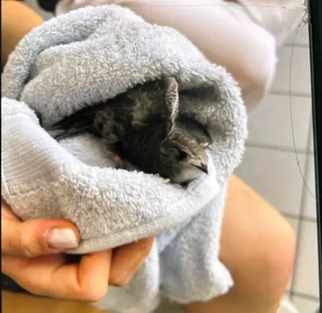 Zwei Schülerinnen brachten in Ludwigshafen-Oggersheim einen Mauersegler zur Polizei, nachdem sie das Jungtier unter einem Pkw gefunden hatten. Die Tierrettung der Berufsfeuerwehr übernahm den unverletzten Vogel, der am Boden nicht selbst starten konnte. | Foto: Polizeidirektion Ludwigshafen