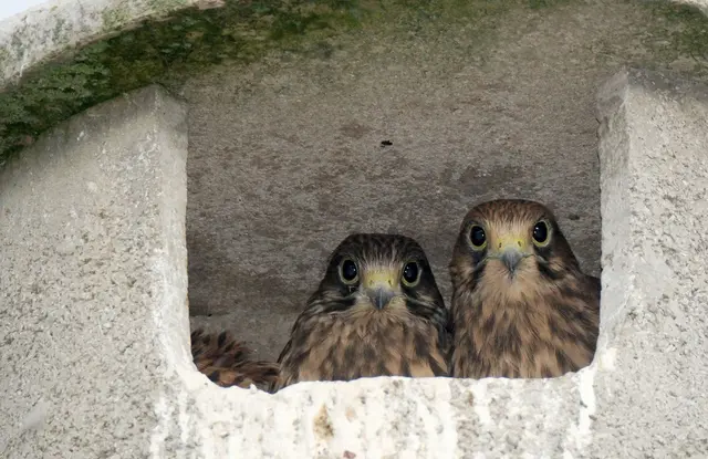 Die jungen Falken wurden an die Tierrettung übergeben. (Symbolbild) | Foto: Sebastian Willnow/dpa