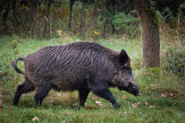 Eine 20 Jahre alte Motorradfahrerin ist in Kaiserslautern in der Pariser Straße mit einem Wildschwein zusammengestoßen und leicht verletzt worden. Das Tier starb, am Motorrad entstand Sachschaden von mehreren hundert Euro. | Foto: Rockafox/stock.adobe.com