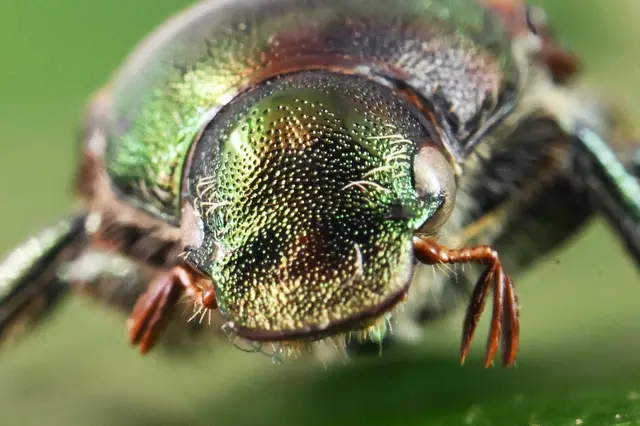 Japankäfer sind invasive Schädlinge. (Archivbild) | Foto: Uli Deck/dpa
