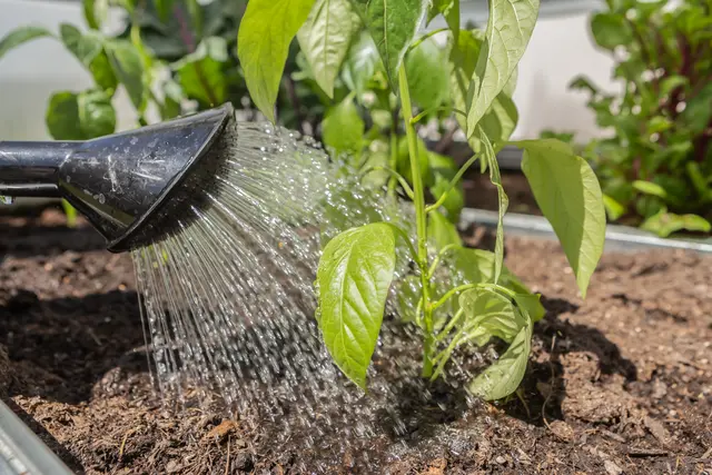 "Pflanzen niemals mit kaltem Wasser gießen!" Dieser Mythos hält sich seit langer Zeit hartnäckig. | Foto: Annabell Gsödl/stock.adobe.com