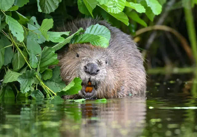 Rund 12.400 Biber gibt es in Baden-Württemberg. (Archivbild) | Foto: Patrick Pleul/dpa-Zentralbild/dpa