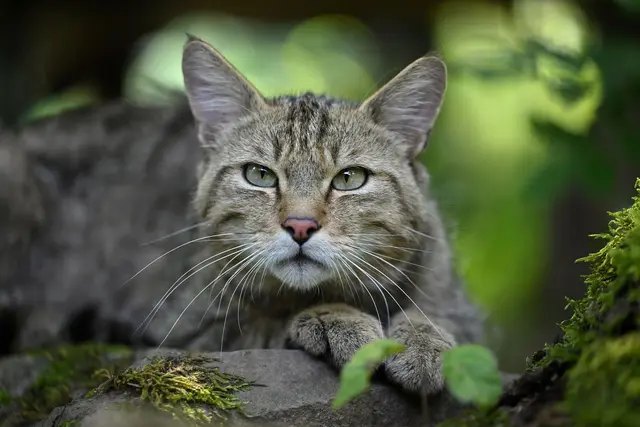 Nur auf den ersten Blick kann man die Wildkatze mit einer Hauskatze verwechseln. Tatsächlich ist sie kräftiger - und vor allem sehr scheu. (Archivbild) | Foto: Martin Schutt/dpa