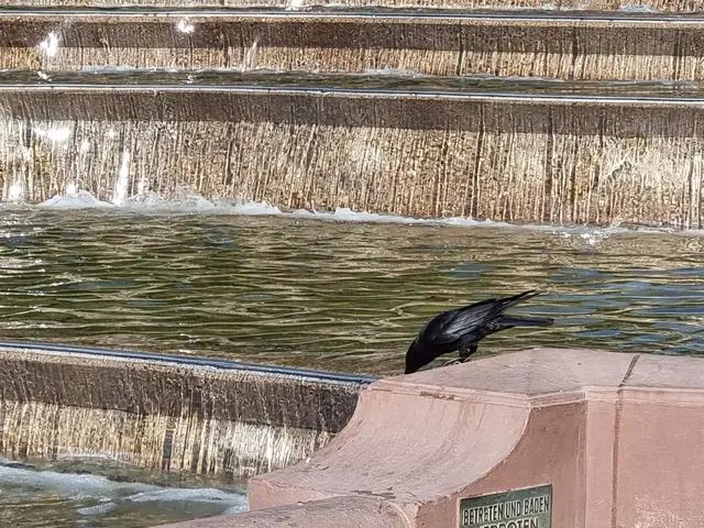 Auch Tiere leiden unter der anhaltenden Hitze - hier trinkt ein Vogel an den Wasserspielen am Wasserturm. | Foto: Charlotte Basaric-Steinhübl