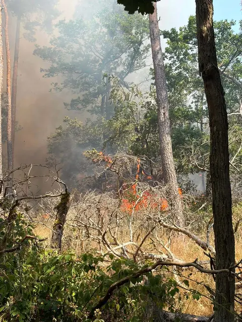 Im Verlauf des Einsatzes waren bis zu 250 Einsatzkräfte der Feuerwehren, des Katastrophenschutzes und weiterer Organisationen aus mehreren Landkreisen sowie der Stadt Mainz im Einsatz | Foto: Feuerwehr VG Rüdesheim