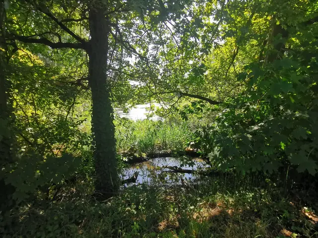 Auf dem Treidlerweg durch die Hördter Rheinauen - hier spenden die Bäume auch im Sommer wohltuenden Schatten | Foto: Heike Schwitalla