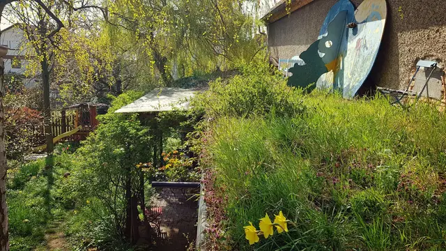 Dachbegrünung senkt die Temperaturen im Wohnumfeld und macht die Folgen des Klimawandels erträglicher.  | Foto: Eva Bender