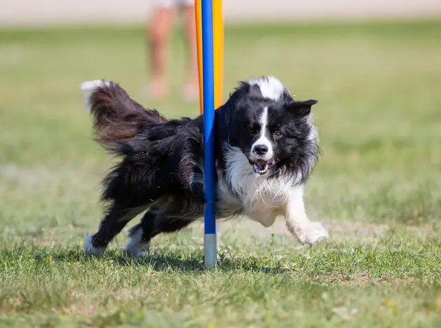 Die Hundefreunde Wörth richten am Samstag, 4. Juli, auf ihrem Vereinsgelände im Klammengrund 5 die Verbandsmeisterschaft des Südwestdeutschen Hundesportverbandes (swhv) im Agility aus. | Foto: Jne Valokuvaus/stock.adobe.com