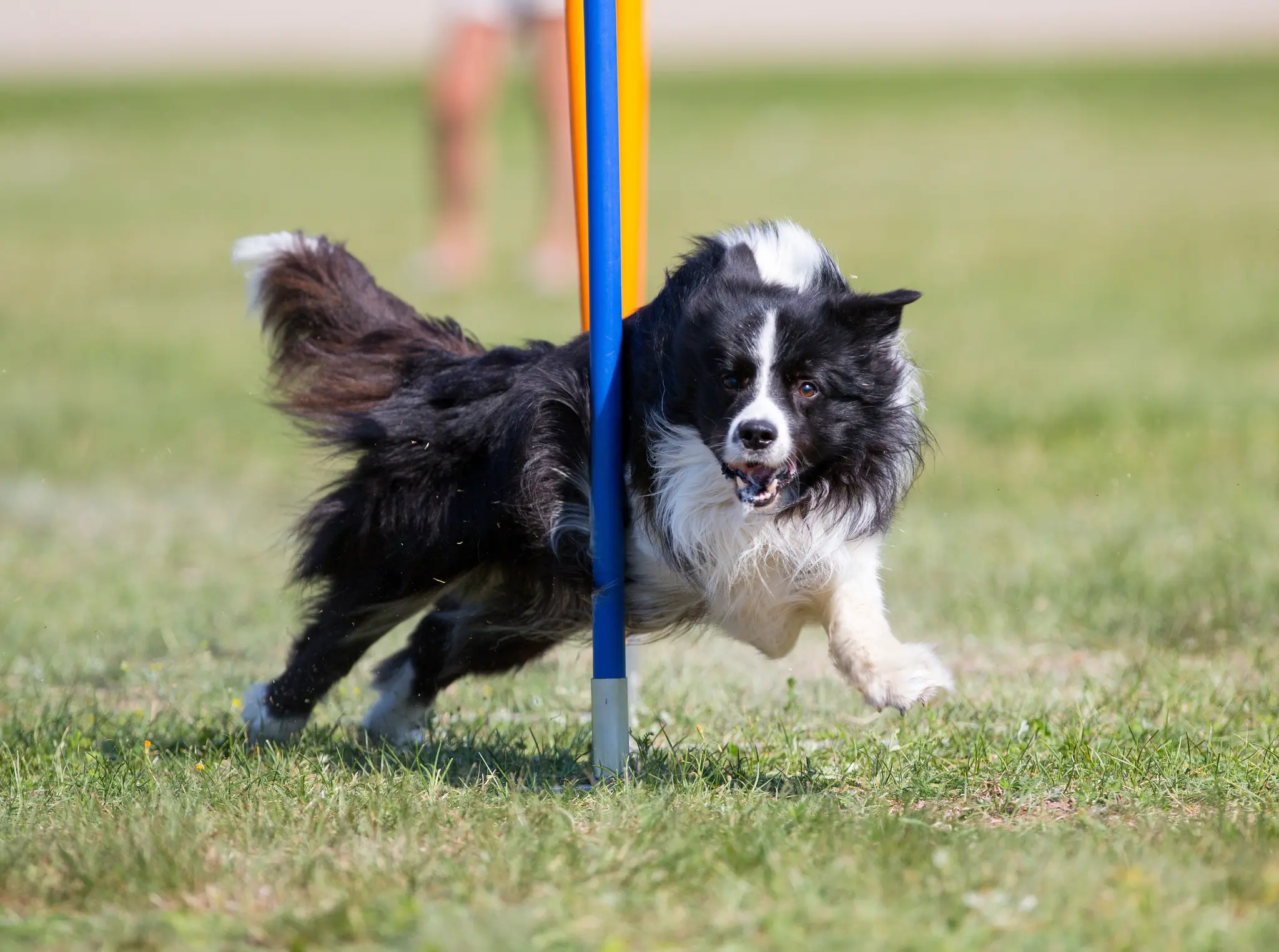 Agility-Verbandsmeisterschaft-macht-W-rth-zum-Treffpunkt-des-Hundesports