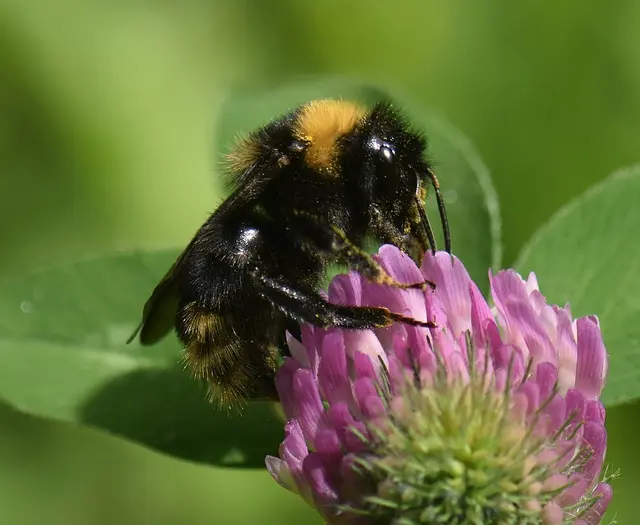 Zwischen frisch gemähten Flächen bleiben in Karlsruhe bewusst Wieseninseln stehen, damit Insekten Rückzugsorte finden. | Foto: Stadt Karlsruhe, Gartenbaumamt
