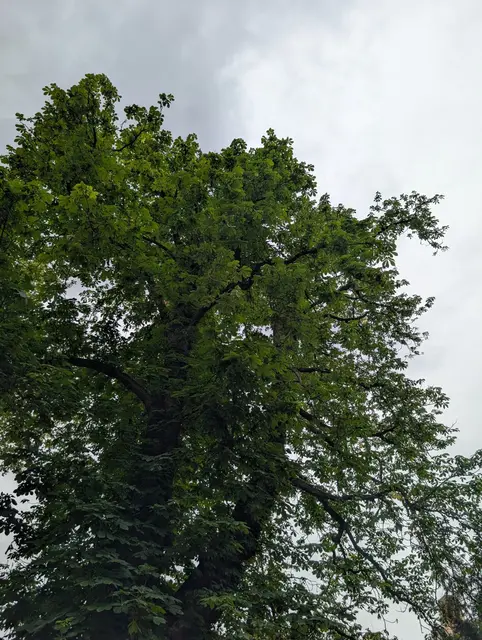 Wer einen geschützten Baum im eigenen Garten hat, muss sich ab 2027 selbst um die Verkehrssicherheit kümmern. | Foto: Stadt Speyer