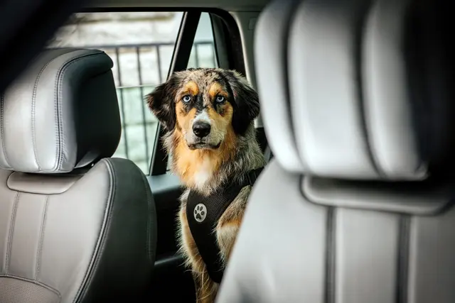Urlaub mit Hund: Einreise, Impfungen und sichere Sicherung im Auto im Überblick. | Foto: ADAC Hessen-Thüringen e.V.
