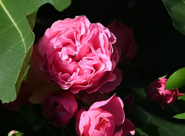 Rose | Foto: Andrea Abt