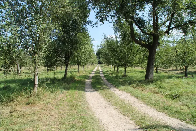 Die Reißinsel ist ab Dienstag, 1. Juli, wieder für Spaziergänge geöffnet. Es gelten strenge Naturschutzregeln. | Foto: Stadt Mannheim, Fachbereich Presse und Kommunikation