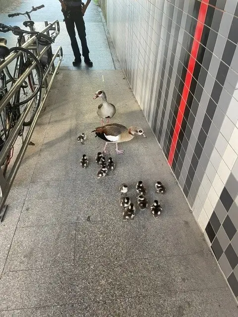 Eine Entenfamilie mit zwei Elterntieren und 13 Küken hat auf der B48 bei Bad Münster am Stein am Donnerstagmorgen für eine kurzzeitige Straßensperrung gesorgt. Polizei und Kommunaler Vollzugsdienst brachten die Tiere anschließend sicher in Sicherheit. | Foto: Polizeidirektion Bad Kreuznach