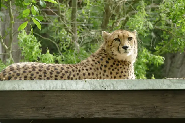 Der Zoo Neuwied hat ein neues Gepardenweibchen aufgenommen. | Foto: Eva Fritsch/Neuwieder Zoo/dpa