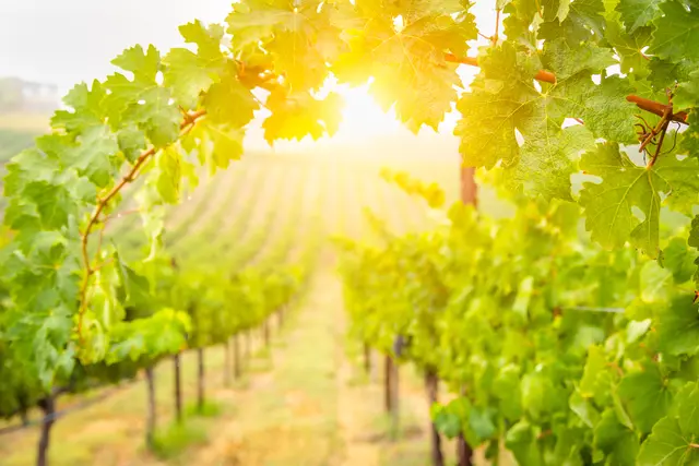 Weinbau im Landkreis Germersheim | Foto: Andy Dean/stock.adobe.com