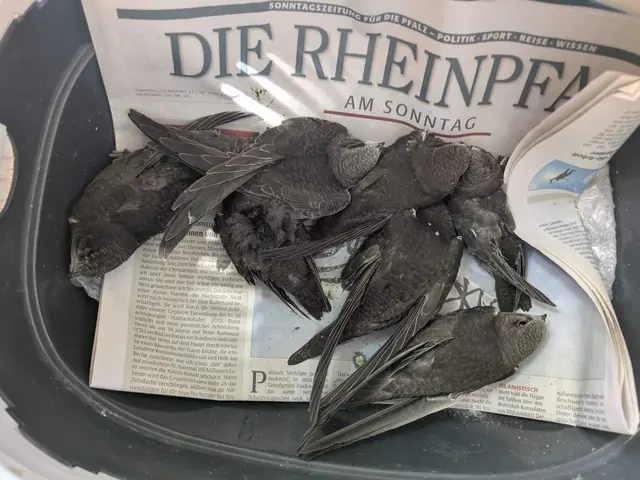 Sechs hilfsbedürftige Mehlschwalben, die von der ORBEA aktuell gepäppelt werden – exemplarisch für die zahlreichen Vögel, die derzeit unter der anhaltenden Hitzewelle und ungeeigneten Nistbedingungen leiden. Die jungen Vögel sitzen auf der Zeitung sauber und trocken, sie müssen stündlich gefüttert werden. Die ORBEA Ludwigshafen weist auf die Bedeutung artgerechter Nistkästen und einfacher Hilfsmaßnahmen wie flache Wasserschalen und Schattenplätze hin. Jeder kann helfen! | Foto: ORBEA