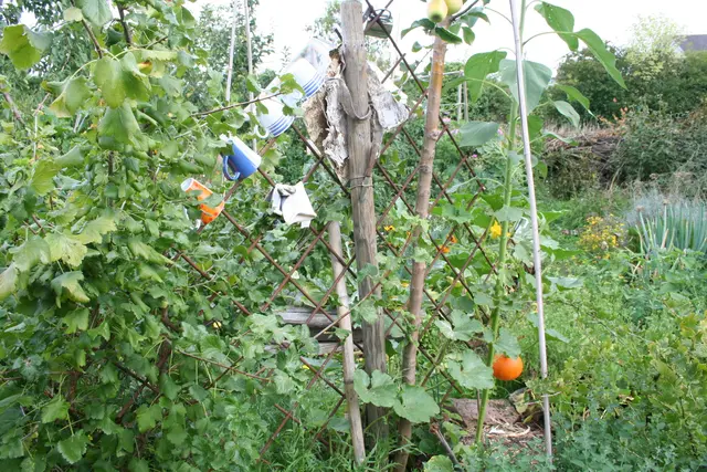 Vielfalt am Gartenzaun im Allmende Waldgarten | Foto: Allmende Waldgarten e. V. 