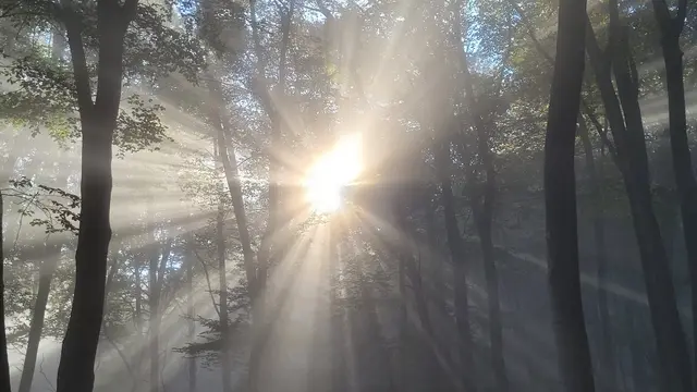 Im Pfälzerwald: Das Sonnenlicht kämpft sich durch die Wolkendecke | Foto: Markus Pacher