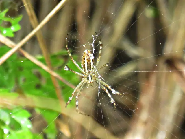 Spinne mit Tropfen laut KI eine Gartenkreuzspinne | Foto: Brigitte Melder
