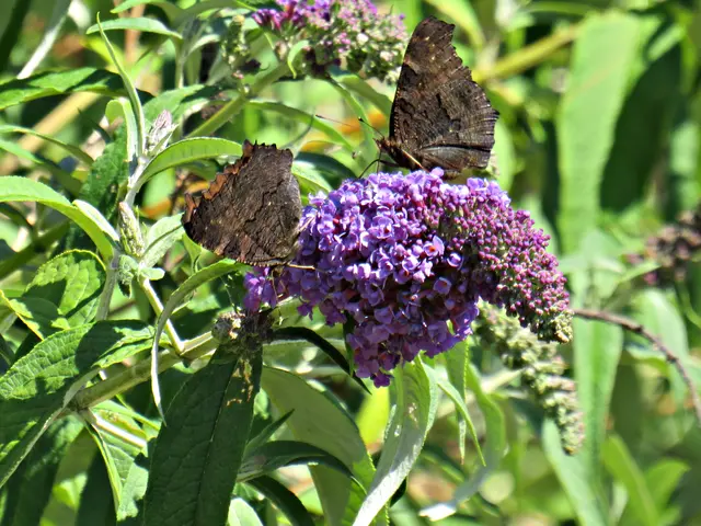 Mit ganz vielen Schmetterlingen am meterhohen Schmetterlingsbusch | Foto: Brigitte Melder
