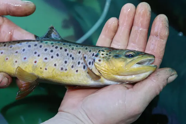 Die toten Fische sind auf einer Strecke von einem Kilometer im Fluss verteilt. (Symbolbild) | Foto: Matthias Bein/dpa