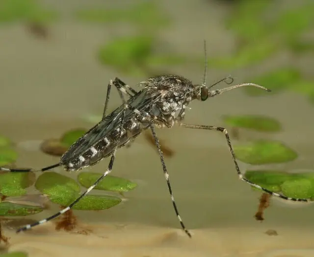 Große Hausmücke sitzt auf dem Wasser | Foto: Björn Pluskota, KABS e.V.