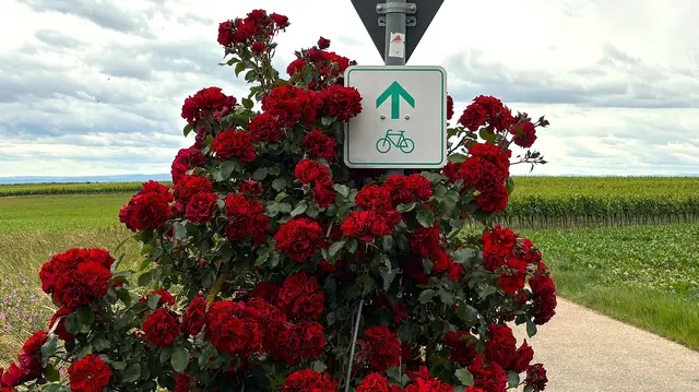 Schilder (wie hier zu Beginn der Strecke) zeigen den Radlern, wo es auf der Viehstrich-Tour langgeht.  | Foto: Thorsten Kornmann