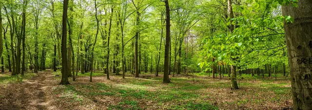 Ein 69-Jähriger ist auf einem Waldweg in Richtung Bremerhof beraubt worden. Die Polizei sucht Zeugen zu dem Vorfall sowie Hinweise auf einen weißen Kastenwagen. (Symbolfoto) | Foto: DZiegler/stock.adobe.com