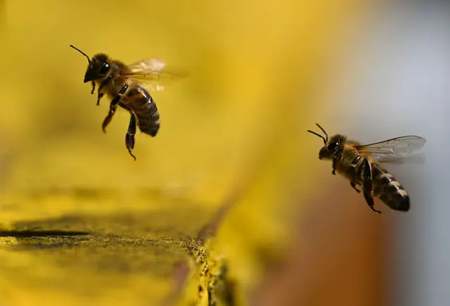 Hobby-Imkerei mit Hausregeln: Wer Bienen auf dem Balkon der Eigentumswohnung halten will, sollte sich lieber die Zustimmung der Wohnungseigentümergemeinschaft einholen. | Foto: dpa