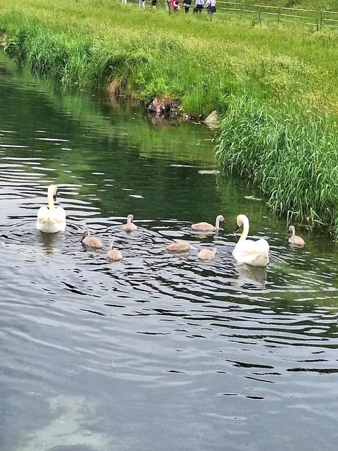 Enten in der Zwiefalter Ach | Foto: Ich