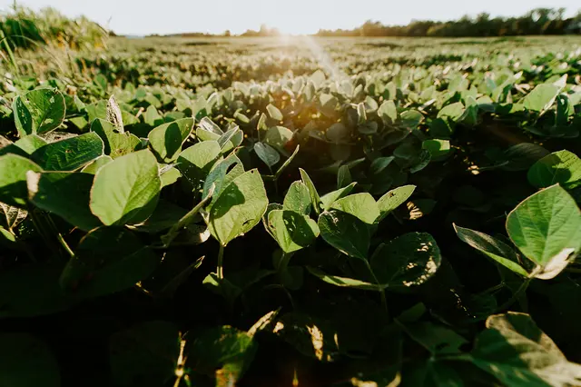 Sojaanbau: Das Forschungsprojekt GeoLoT hat Unterrichtseinheiten zu diesem Thema entwickelt.
 | Foto: Meredith Petrick auf unsplash